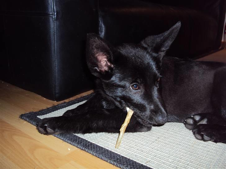 Blanding af racer Nika - *Givet væk* billede 7