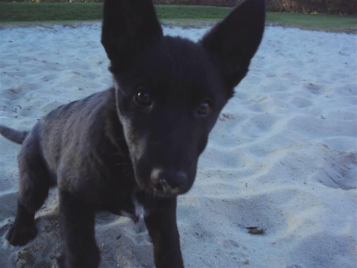 Blanding af racer Nika - *Givet væk* billede 8