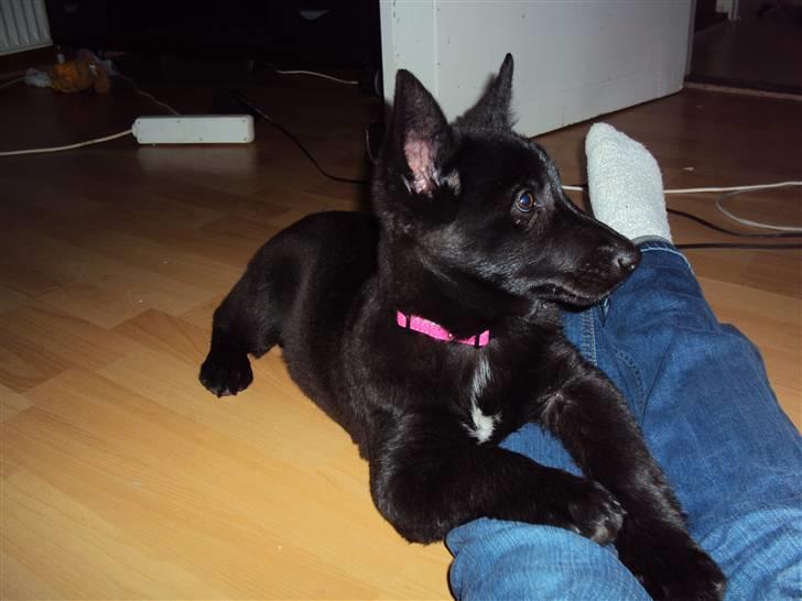 Blanding af racer Nika - *Givet væk* billede 9