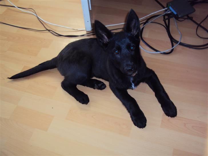 Blanding af racer Nika - *Givet væk* billede 10