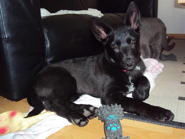 Blanding af racer Nika - *Givet væk* billede 11