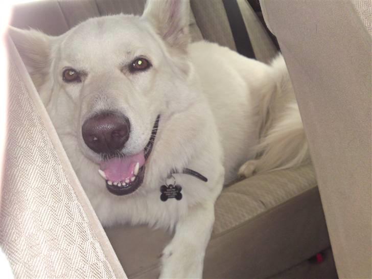 Hvid schæfer Bjørn billede 16