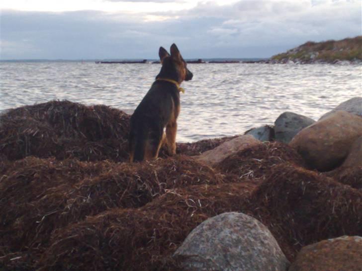 Schæferhund Niels billede 15