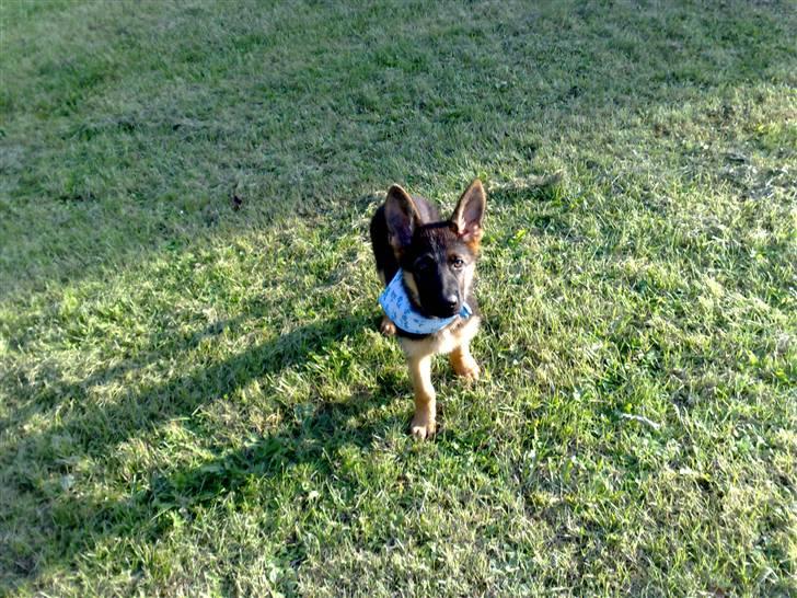 Schæferhund Niels billede 16