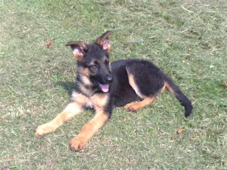 Schæferhund Niels billede 17