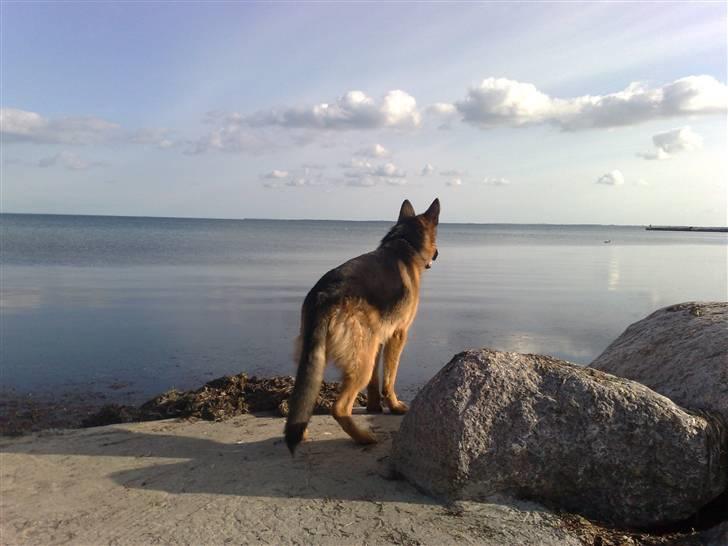 Schæferhund Niels billede 18