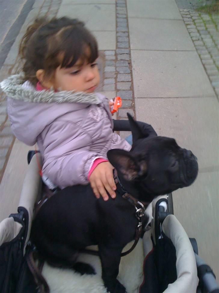 Fransk bulldog Gizmo - Jeg er træt af at gå og må sidde i klapvognen.. Jeg fik min vilje... billede 6