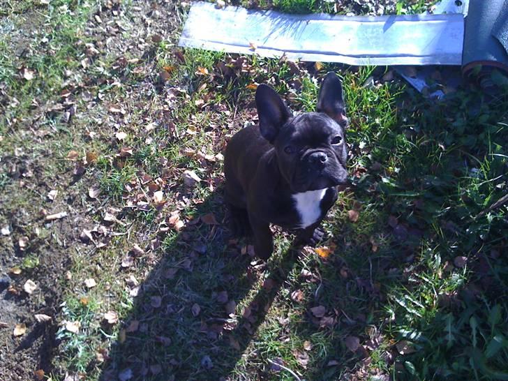 Fransk bulldog Gizmo - Jeg hjælper med at rydde op i vores nye sommerhus.. billede 7