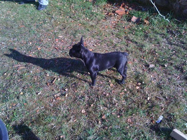 Fransk bulldog Gizmo - Er jeg ikke flot? billede 8