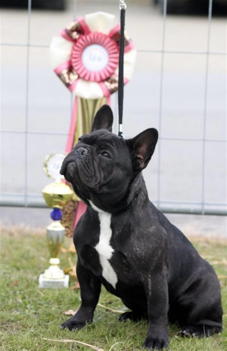 Fransk bulldog Rehab's Gyrinthe - BIR hvalp og BIS 1 i Års billede 8
