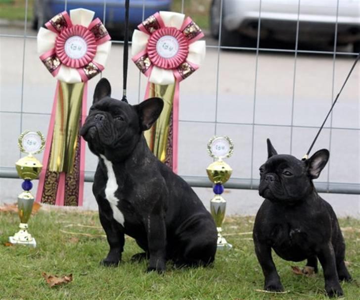 Fransk bulldog Rehab's Gyrinthe - Grynte og Dafne billede 9