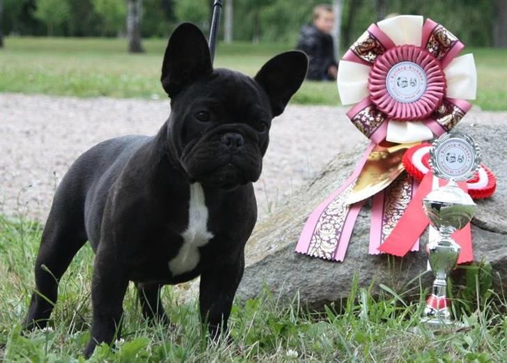 Fransk bulldog Rehab's Gyrinthe - BIR Baby aug.2010 billede 10