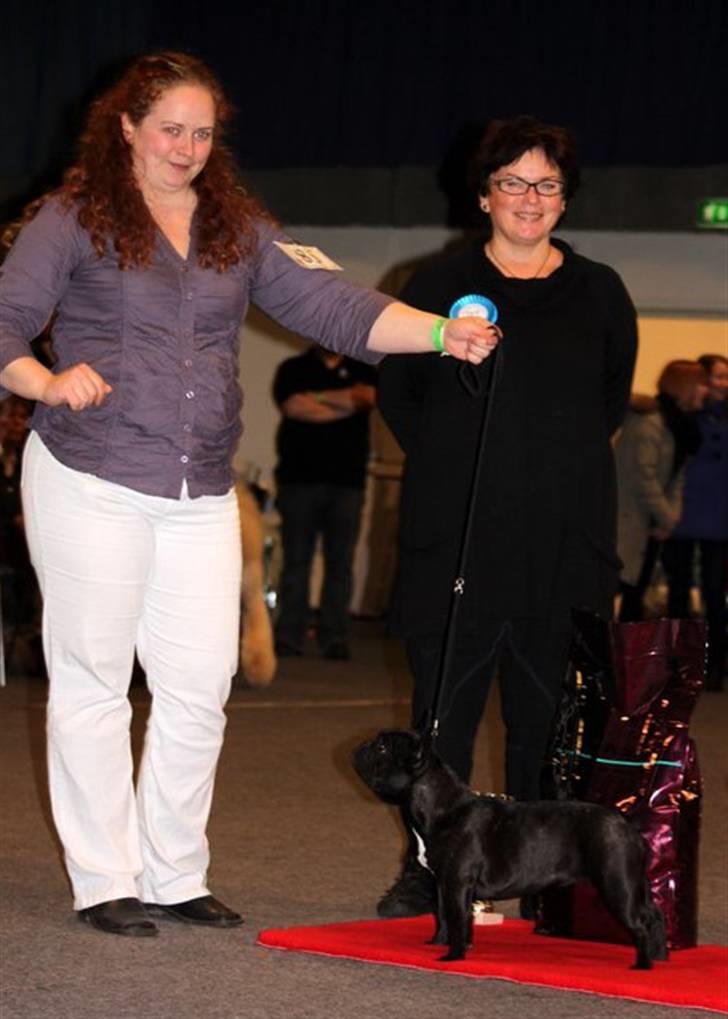 Fransk bulldog Rehab's Gyrinthe - BIS 1 billede 11