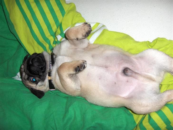 Mops Noah - Så slappes der af...  billede 10