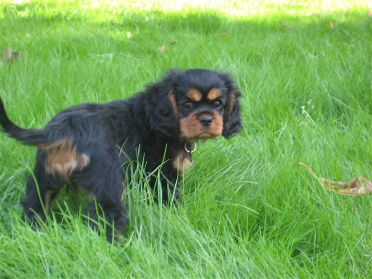 Cavalier king charles spaniel Coco - Coco i haven da hun var 9 uger. billede 1