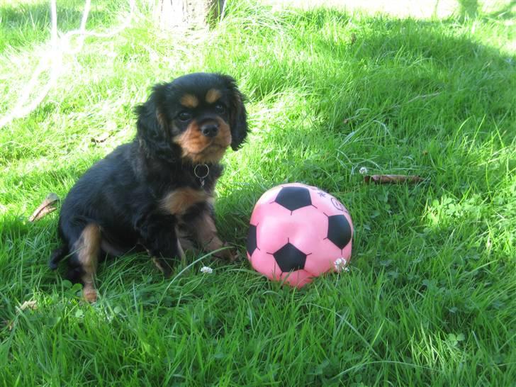 Cavalier king charles spaniel Coco billede 2