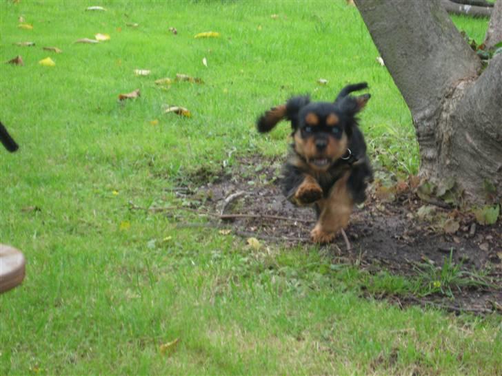 Cavalier king charles spaniel Coco billede 3