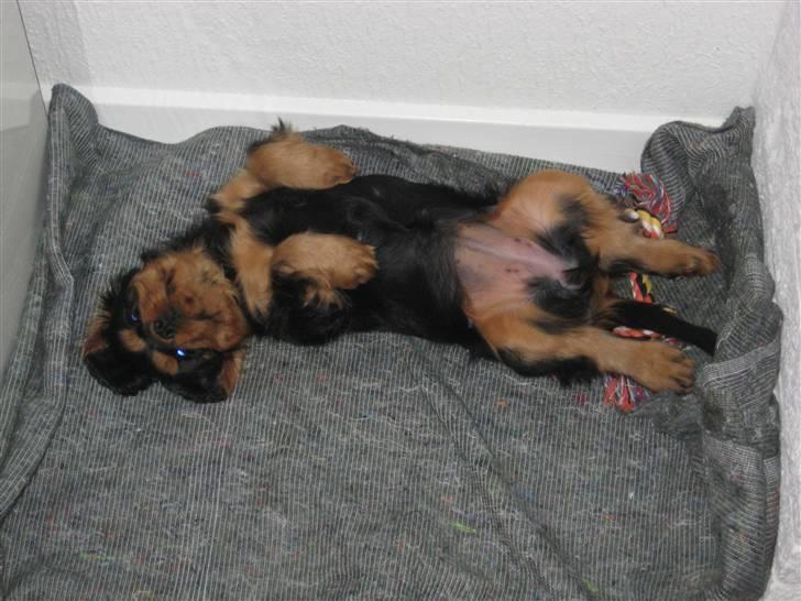 Cavalier king charles spaniel Coco billede 4