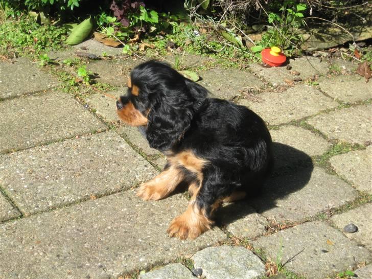 Cavalier king charles spaniel Coco billede 5