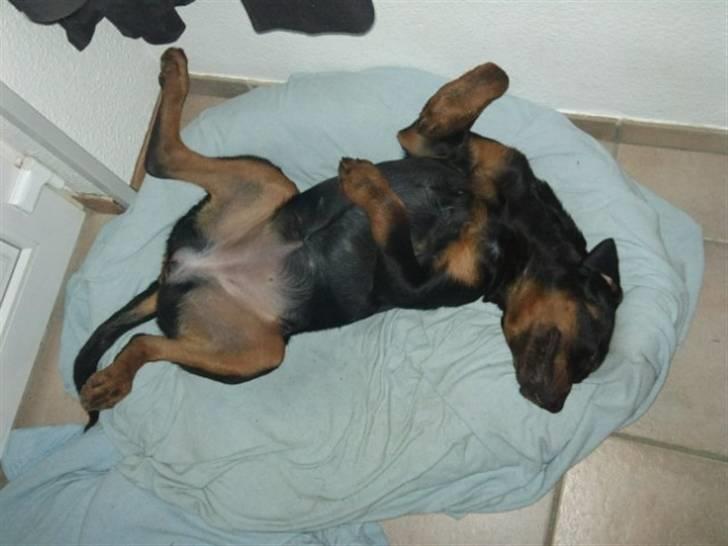 Rottweiler Kakestto's Fibie (05/05-10 - 03/09-14) - Hundetræning er hårdt! billede 20