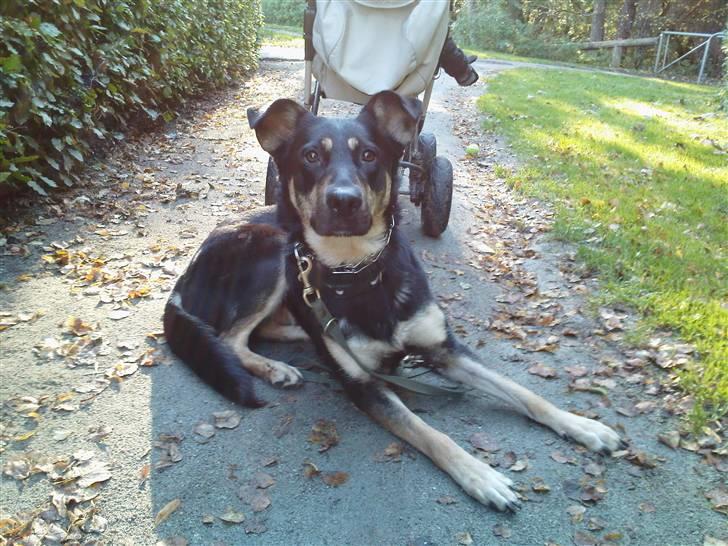 Blanding af racer Smilla billede 14