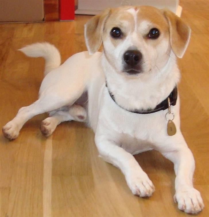 Blanding af racer FIGO billede 1