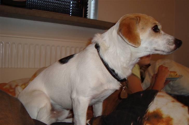 Blanding af racer FIGO billede 2