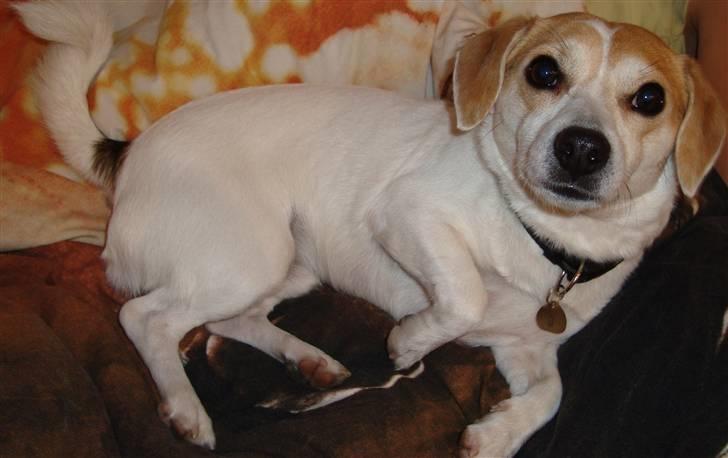 Blanding af racer FIGO billede 3