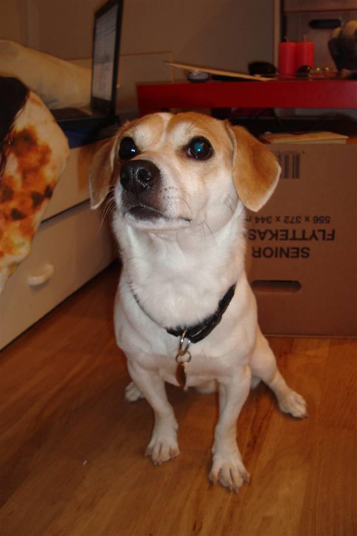 Blanding af racer FIGO billede 4