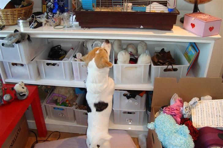 Blanding af racer FIGO billede 5