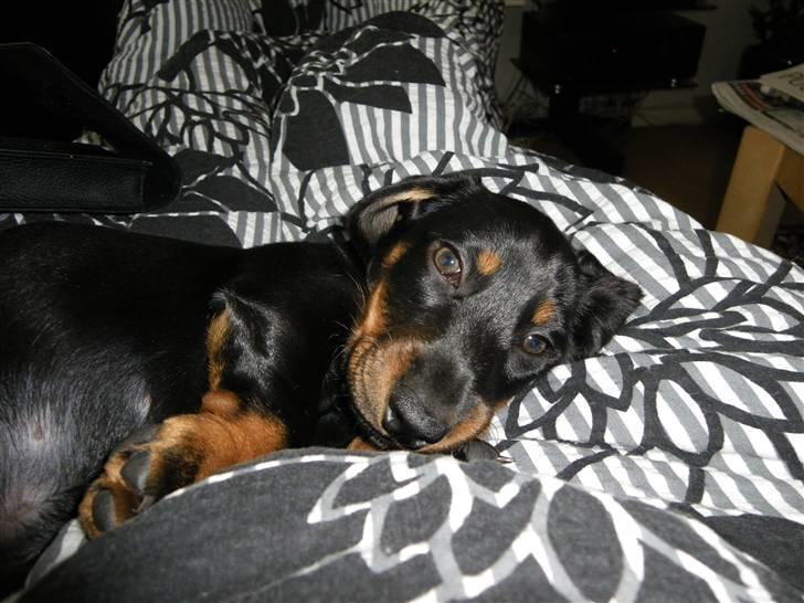 Gravhund Junior - verden er så stor at Junior tager sig en morfar hver halve time :-) billede 2