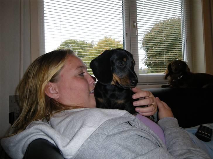 Gravhund Junior billede 3