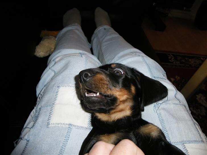 Gravhund Junior billede 4