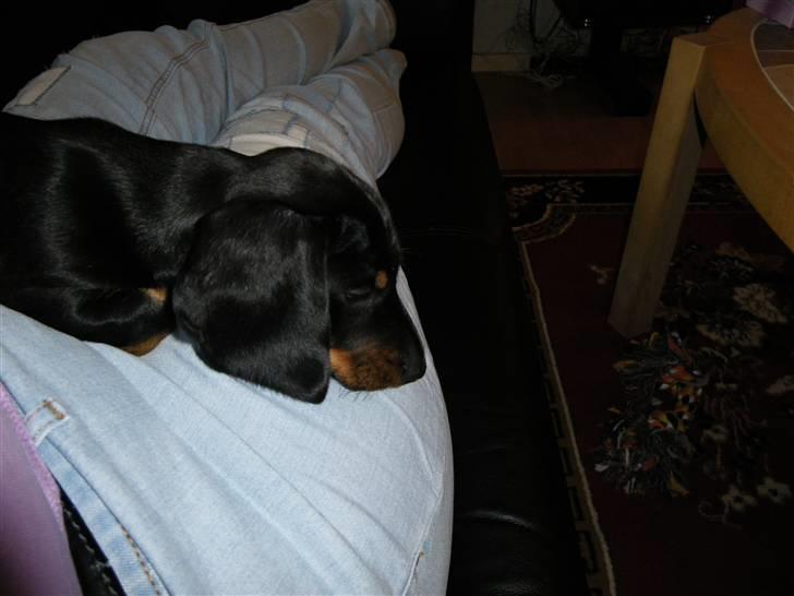 Gravhund Junior billede 5