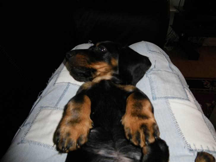 Gravhund Junior billede 6