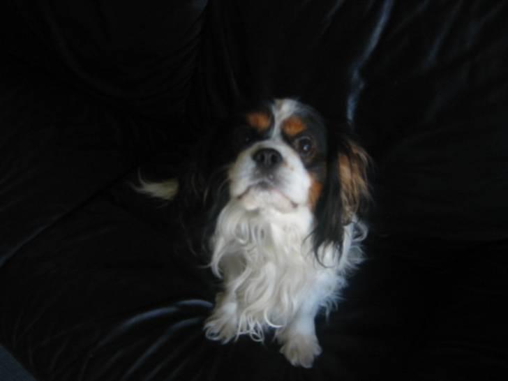 Cavalier king charles spaniel Bamse billede 16