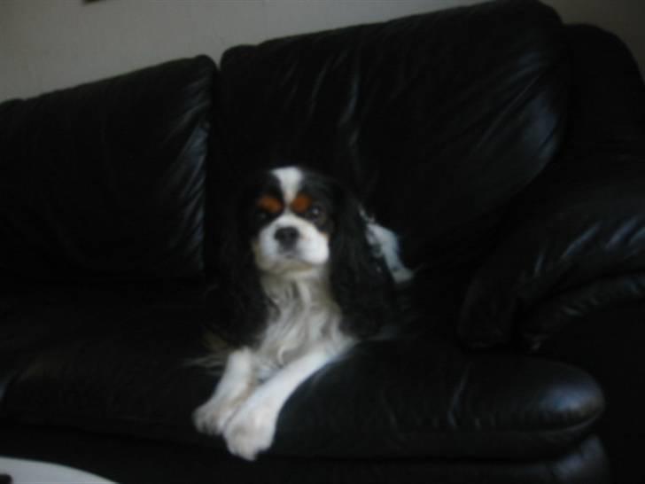 Cavalier king charles spaniel Bamse billede 17