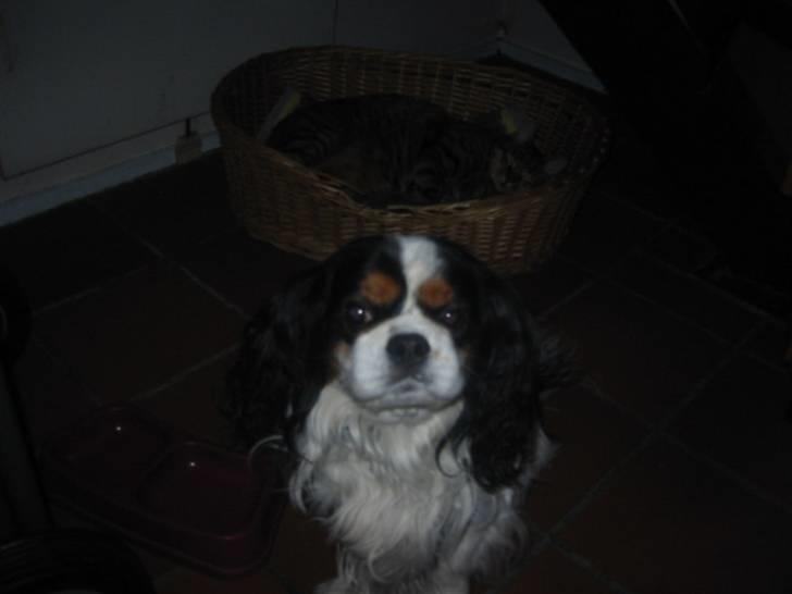 Cavalier king charles spaniel Bamse billede 18