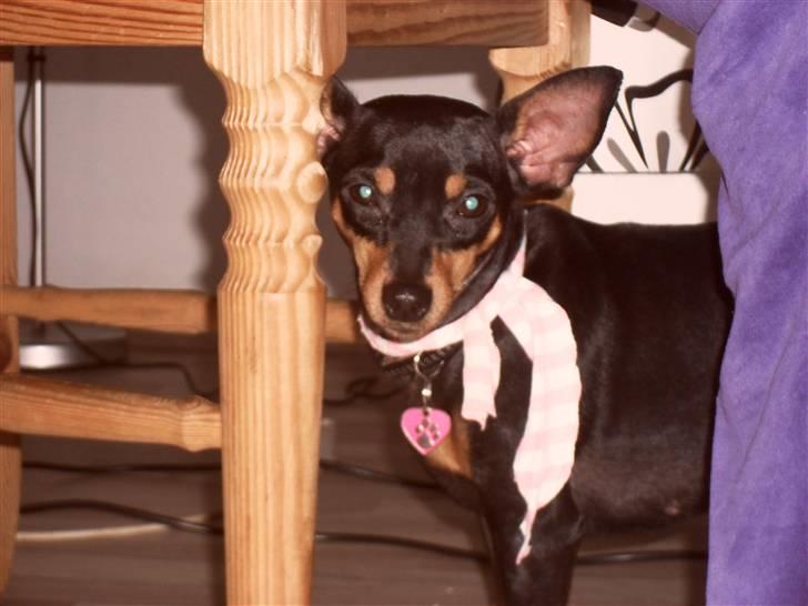 Dvaergpinscher chikita billede 12