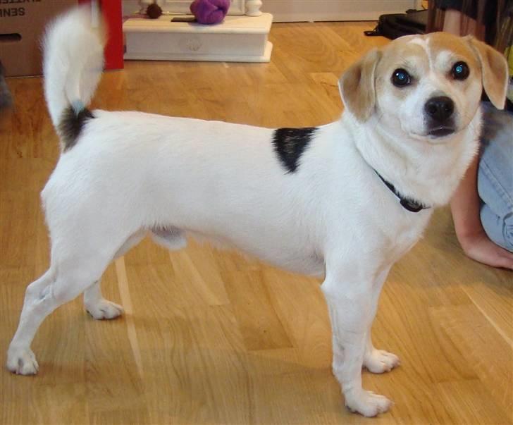 Blanding af racer FIGO billede 6