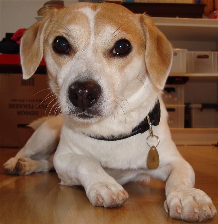 Blanding af racer FIGO billede 9