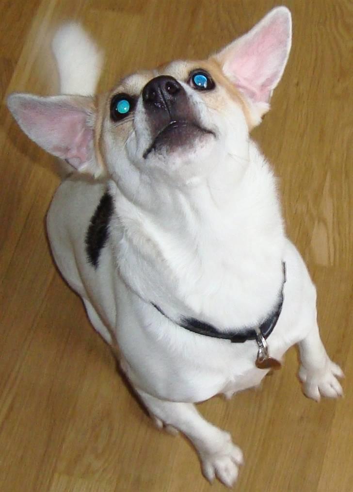 Blanding af racer FIGO billede 11