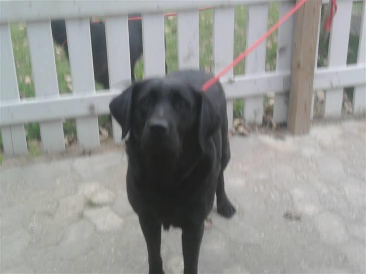 Labrador retriever mille - må jeg få det du har billede 9