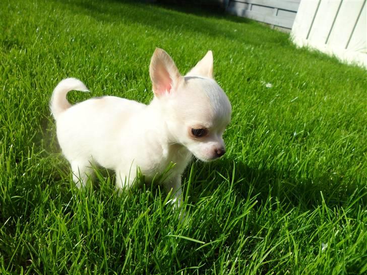 Chihuahua Mini - Mini i haven billede 1