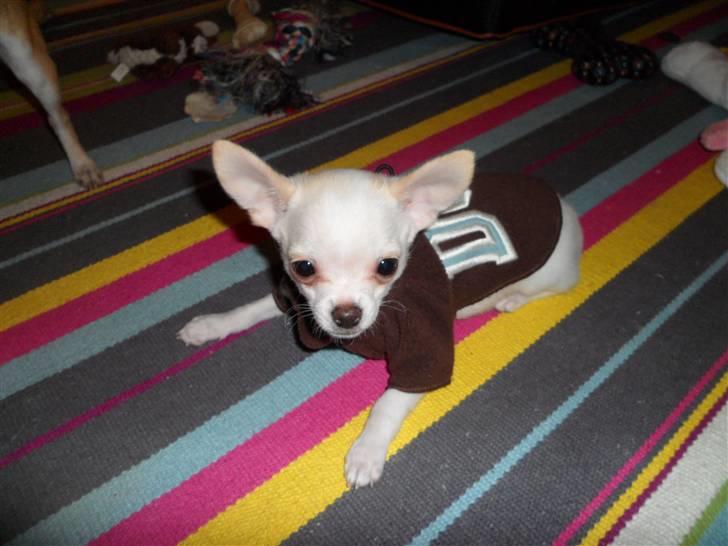 Chihuahua Mini billede 2