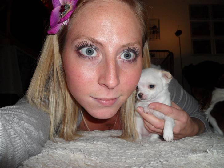 Chihuahua Mini - Mini og jeg billede 3