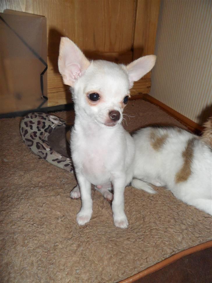 Chihuahua Mini billede 4