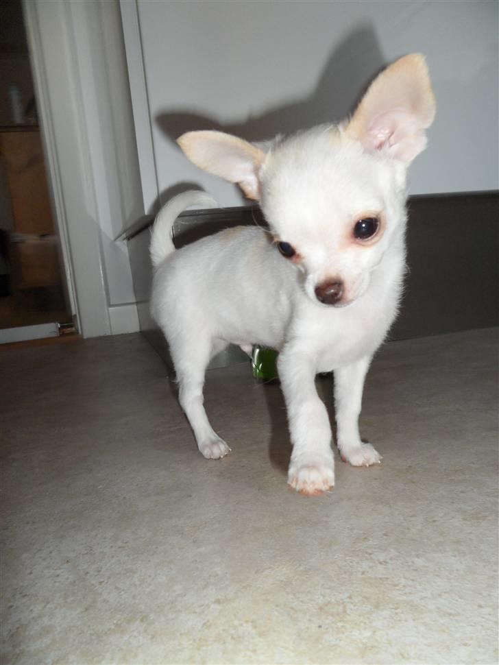 Chihuahua Mini billede 5