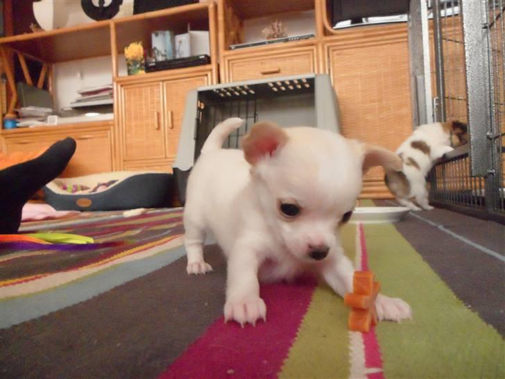 Chihuahua Mini - Mini fanger en godbid billede 6