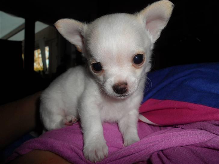 Chihuahua Mini billede 7